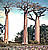 Baobabs