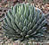 Agave