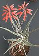 Aloe antandroi