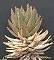 Aloe mitriformis