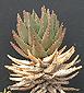 Aloe mitriformis