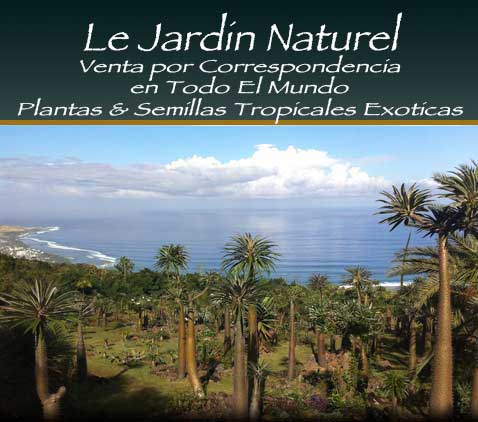 Plantes et Graines Tropicales