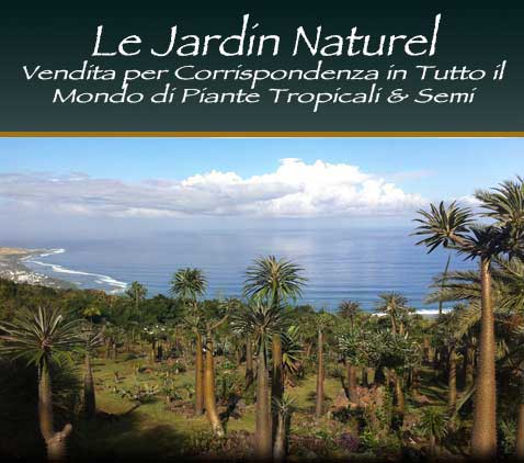 Tropical plants and seeds