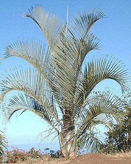 Palmier Dypsis decaryi