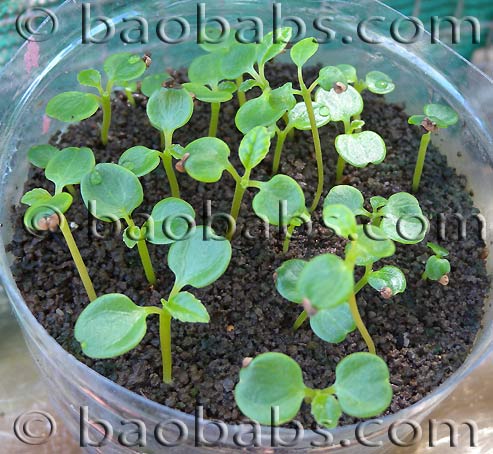 Dorstenia gigas from seeds