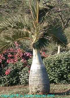 Palmier Bouteille (Ile Maurice - Ocean Indien)