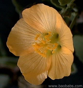 Abutilon pseudocleistogamum