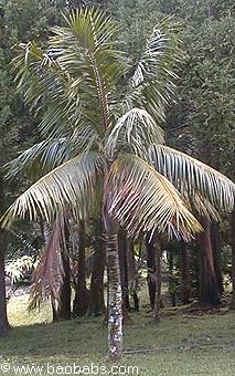 Palme,Palme tropicali,Palma