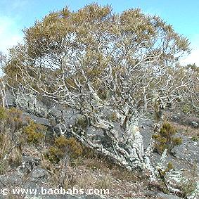 Acacia heterophylla