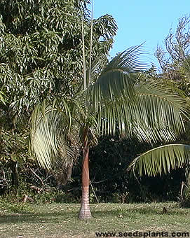 Palme,Palme tropicali,Palma