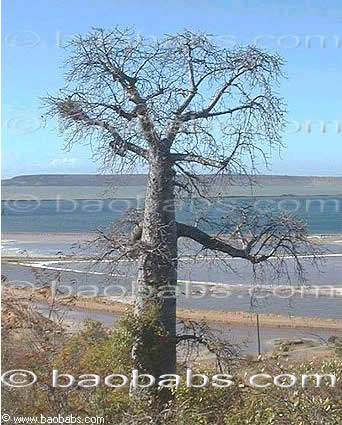 Adansonia madagascariensis