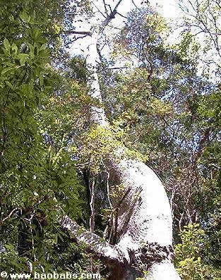 Adansonia perrieri