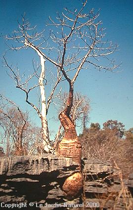 Adansonia rubrostipa