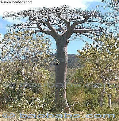 Adansonia suarezensis