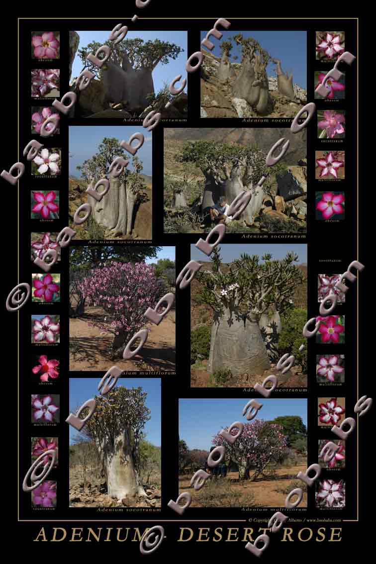 Adenium - Desert Rose - POSTER