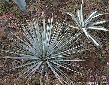 Agave sp.Blue Stricta et Agave mediopicta