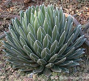 Agave victoria reginae