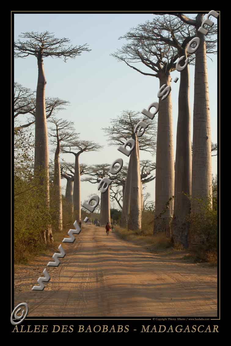 ALLEE DES BAOBABS I