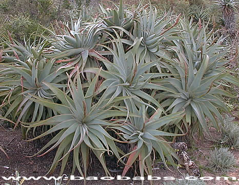 Aloe arborescens