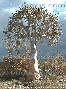 Aloe dichotoma