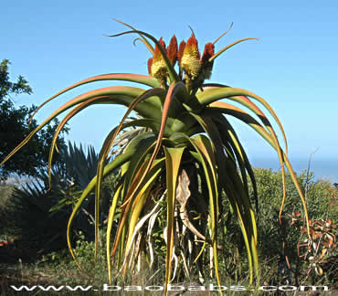 Aloe helenae