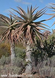 Aloe marlothii