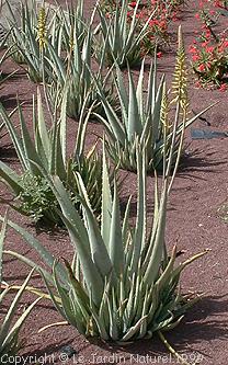 Aloe vera