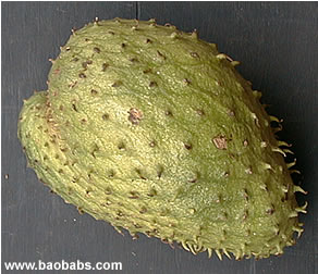 Annona muricata