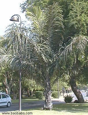 Arenga saccharifera