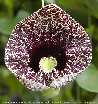 Aristolochia elegans