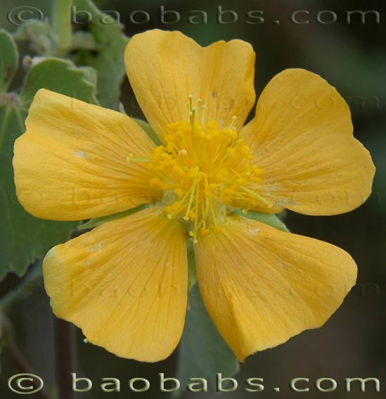 Abutilon guineense
