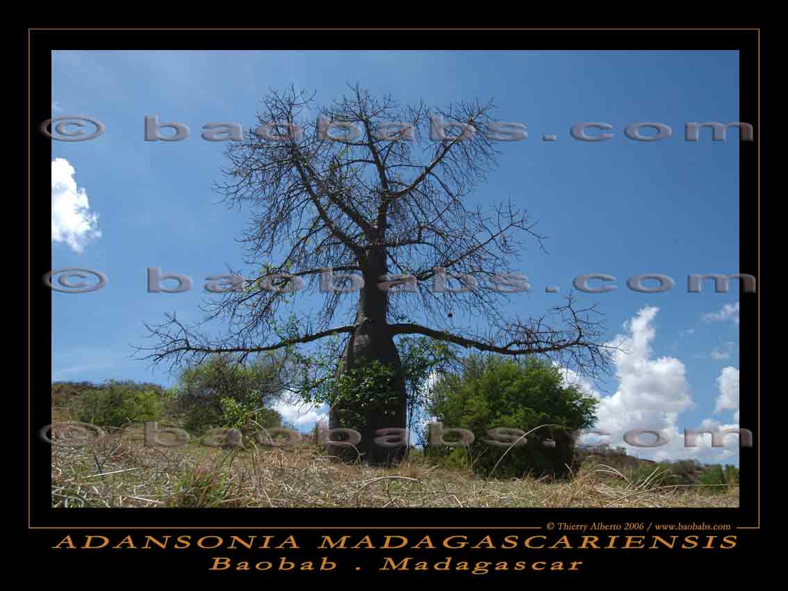 Adansonia madagascariensis poster 2