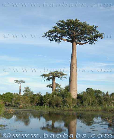 Adansonia grandidieri