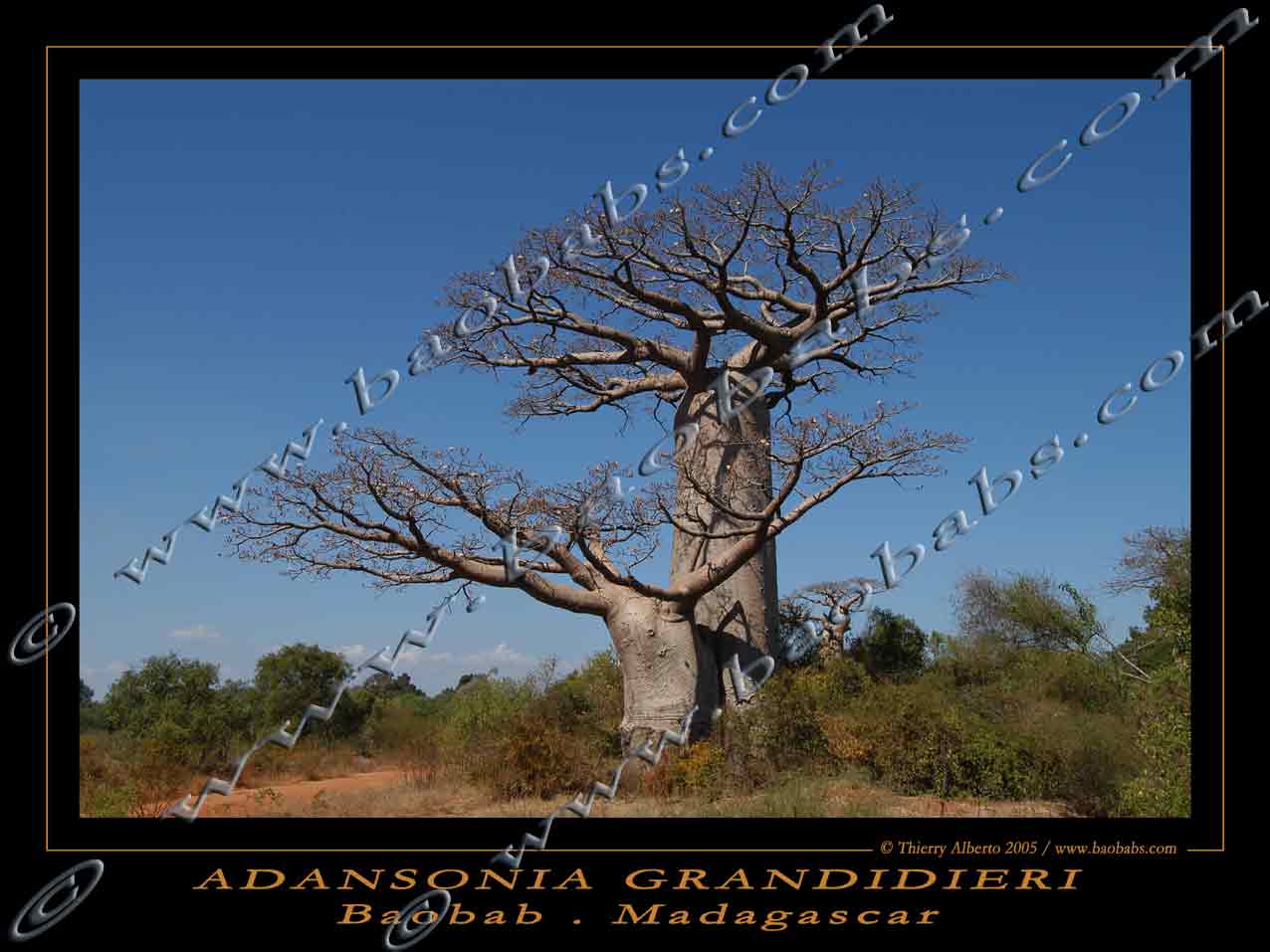 Adansonia grandidieri poster