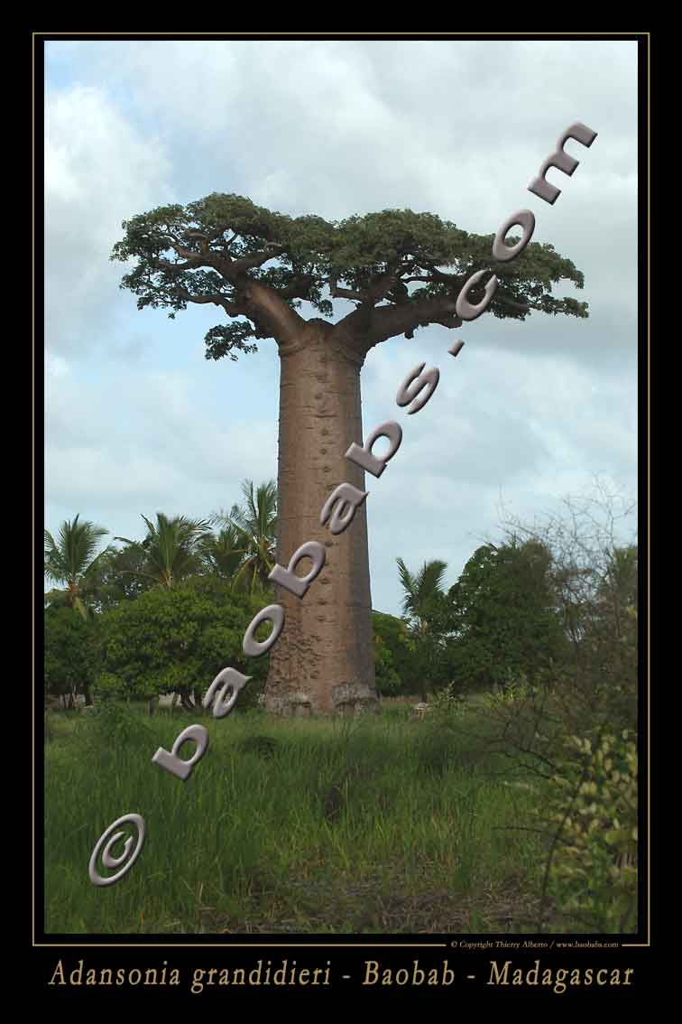 ADANSONIA GRANDIDIERI I