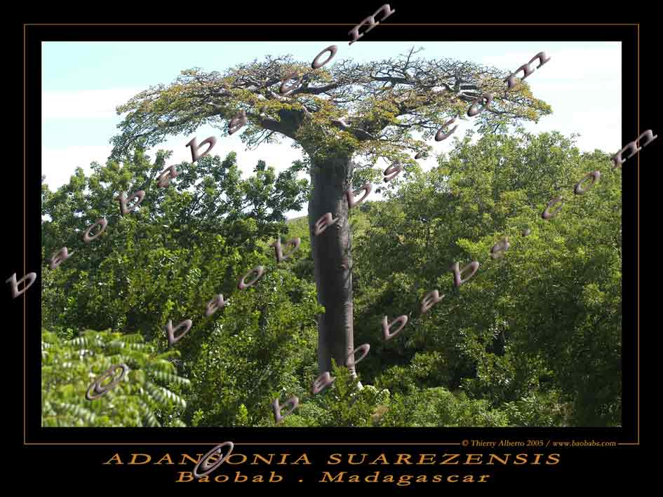 Adansonia suarezensis poster