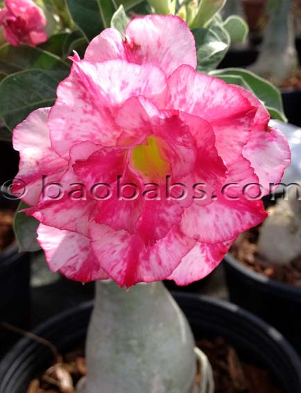 Adenium DBL PITROSE