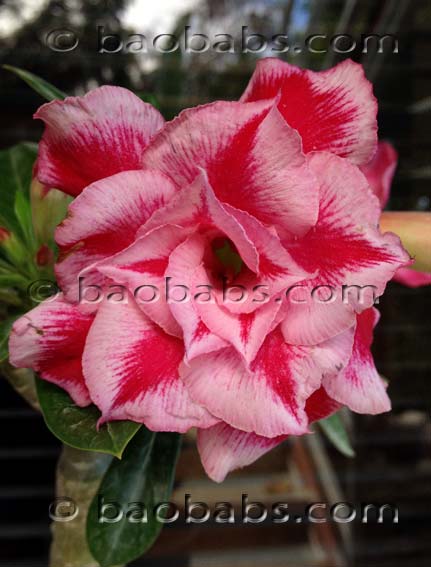 Adenium DBL TAGADA