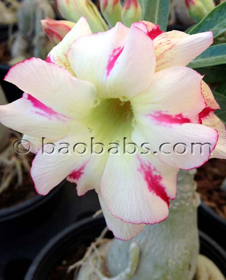 Adenium DBL YEROSE