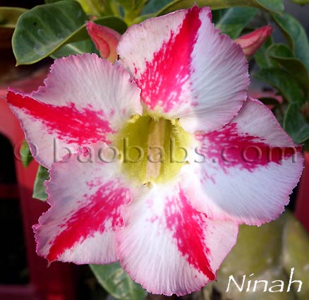 Adenium NINAH