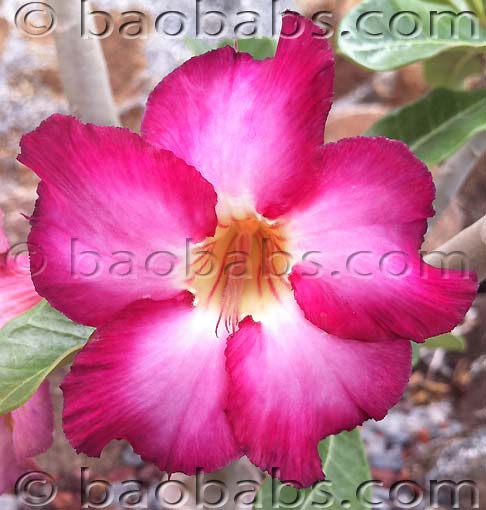 Adenium VIETNAM P42