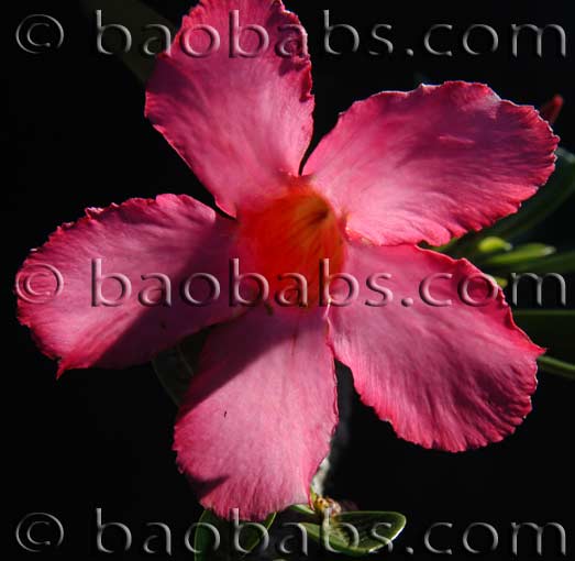 Adenium obesum PINK