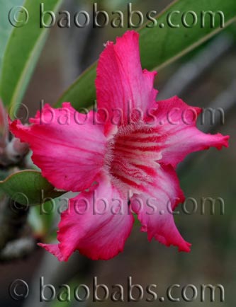 Adenium somalense