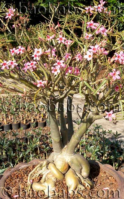 Adenium somalense crispum