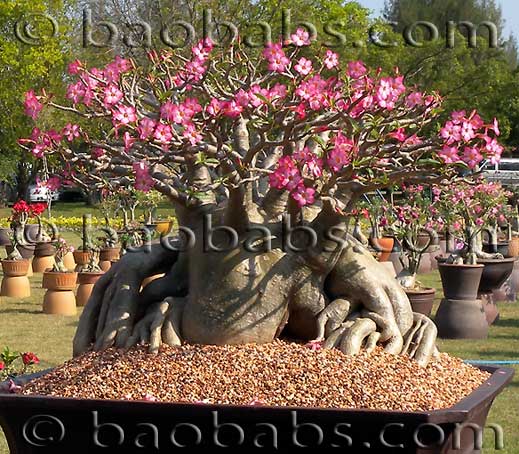 Adenium THAI SOCOTRANUM