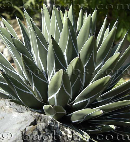 Agave fernandi regis