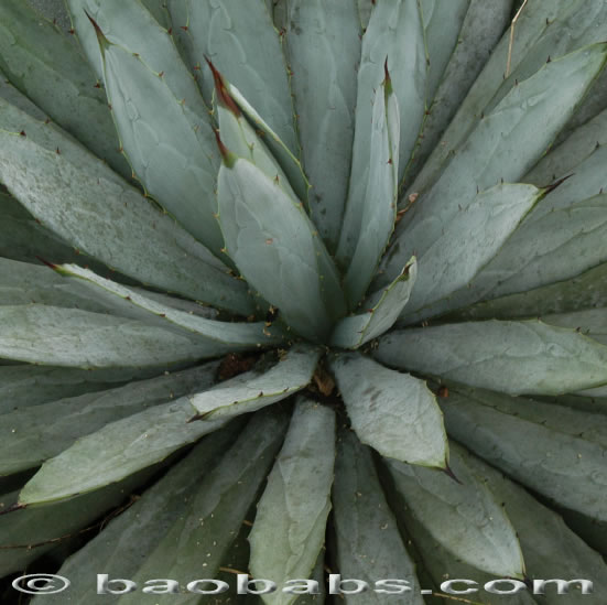 Agave macroacantha