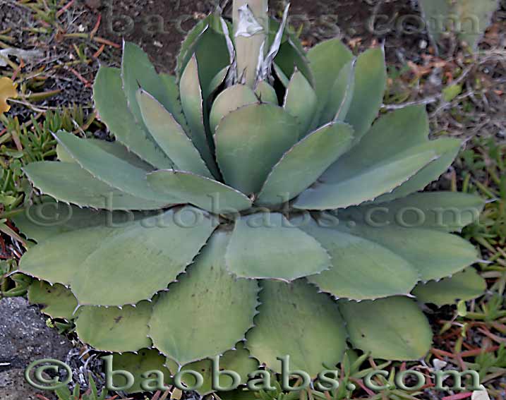 Agave potatorum