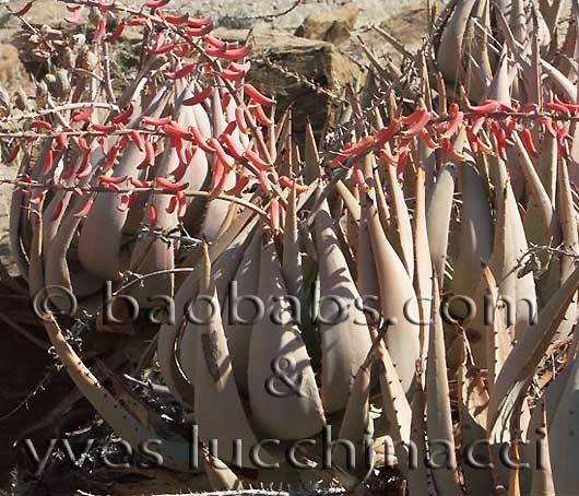 Aloe asperifolia