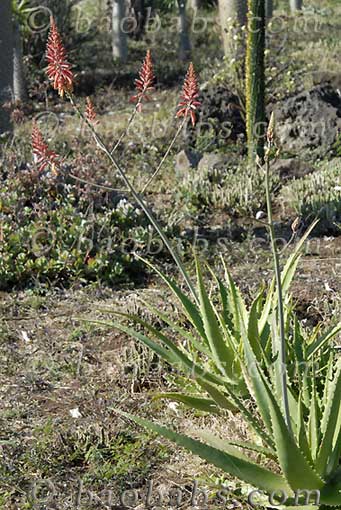 Aloe buchlohii